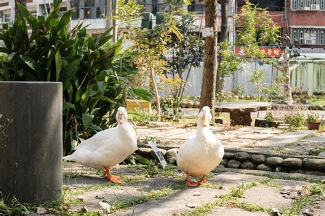 開光雞|究竟「開光雞」、「引路鴨」（或稱帶路鴨）的習俗是怎麼來的、。